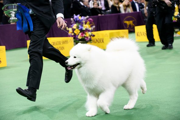 Best in Show for One NYT