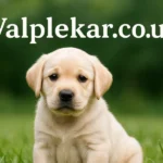 Valplekar